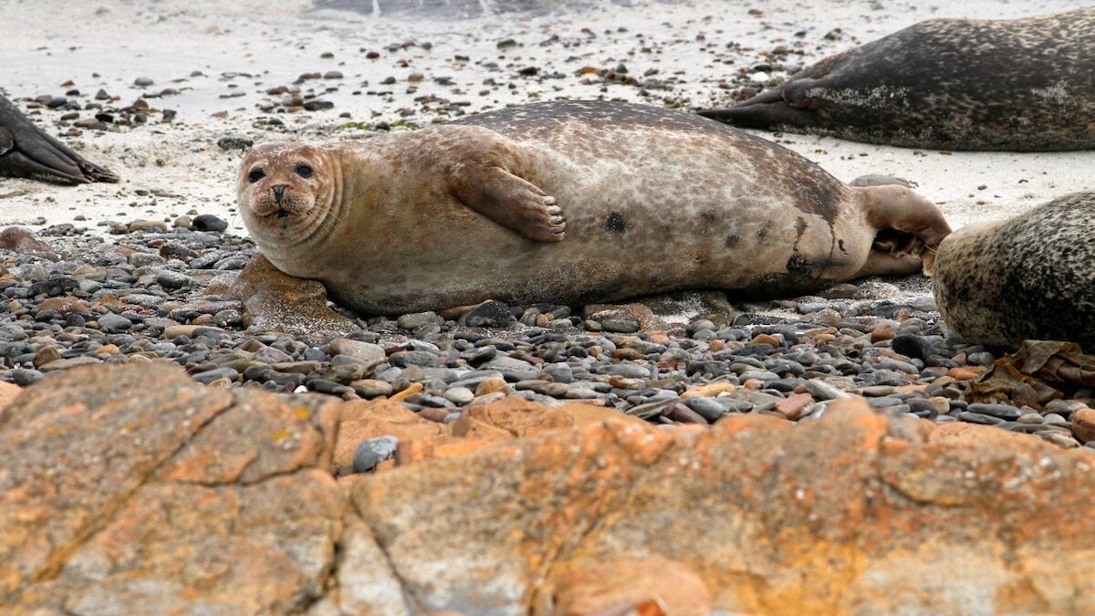 Orkney wildlife tours: seals