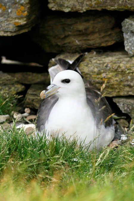 Orkney wildlife tours