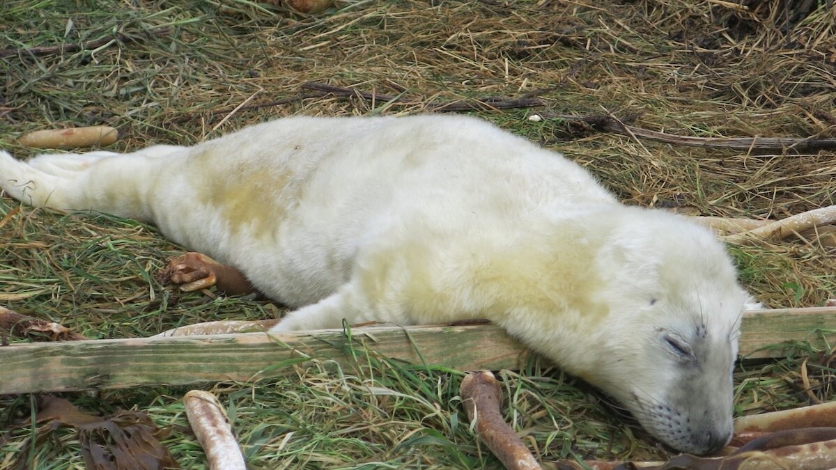 Orkney wildlife tours