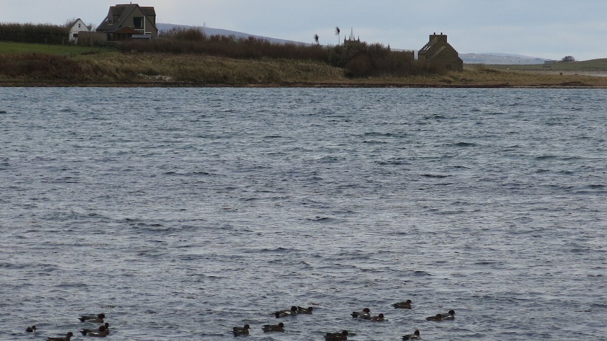 Orkney wildlife tours